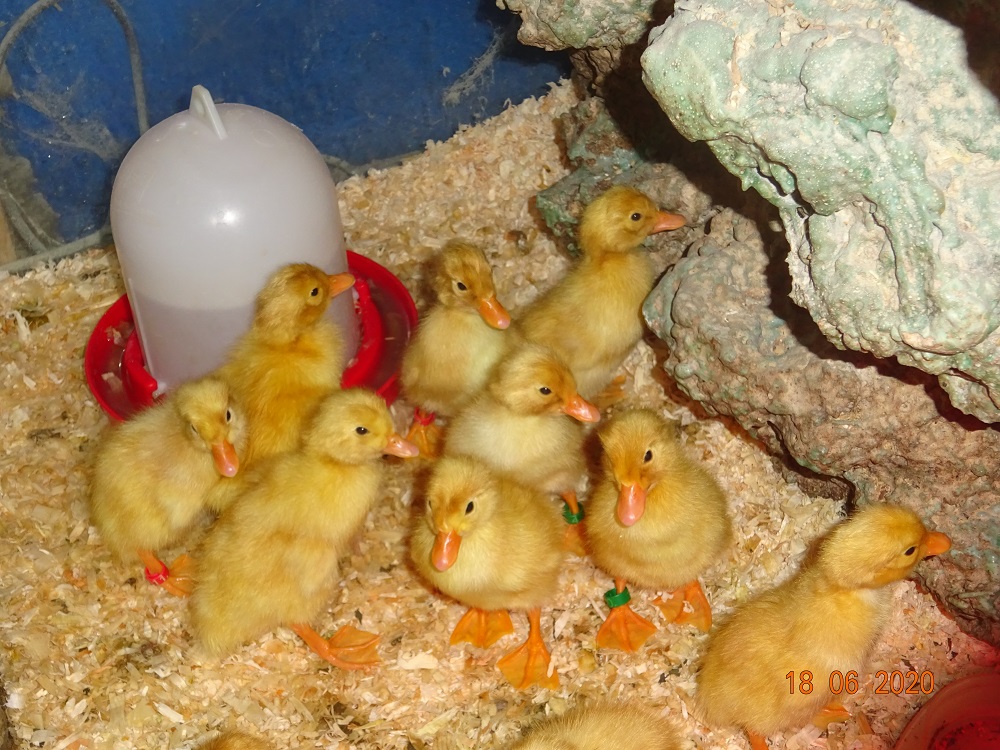 Deutsche Pekingenten K&uuml;ken geschl&uuml;pft, 18.06.2020