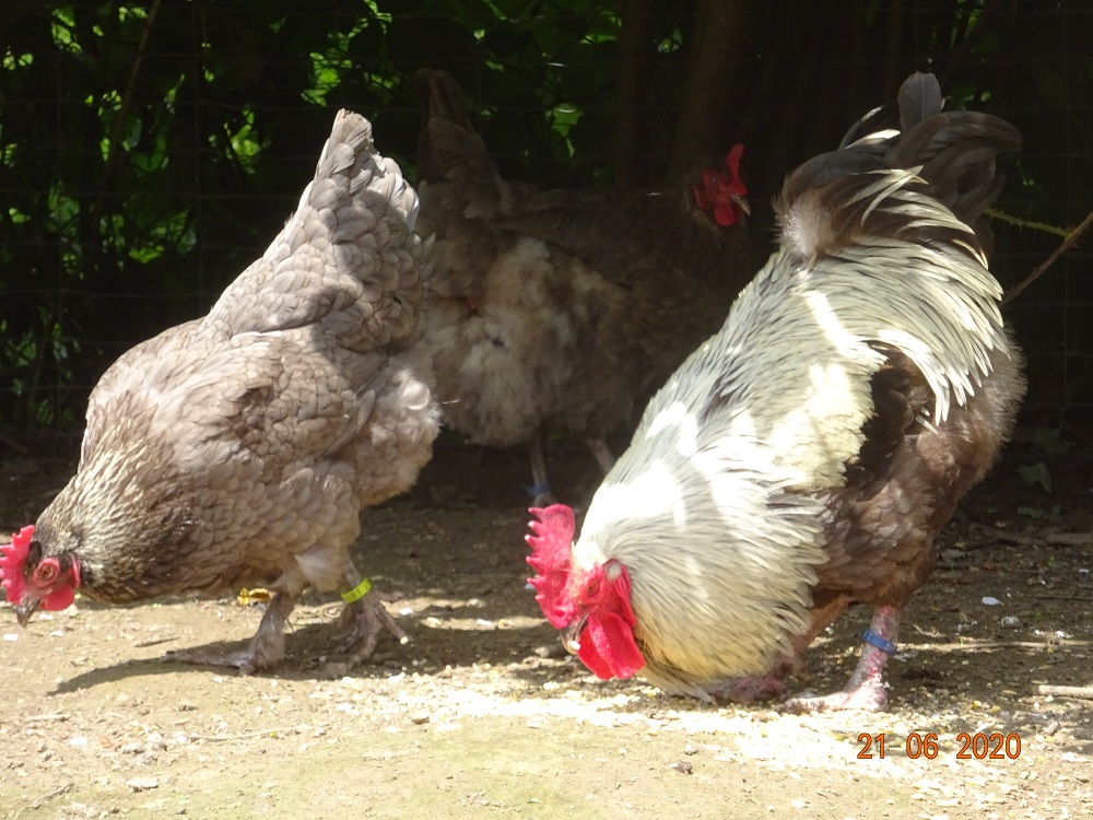 Maran blau silber, 21.06.2020