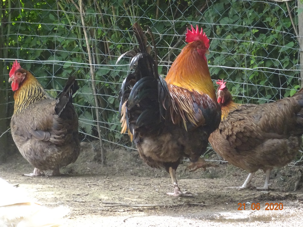 Dorking goldhalsig, 22.06.2020