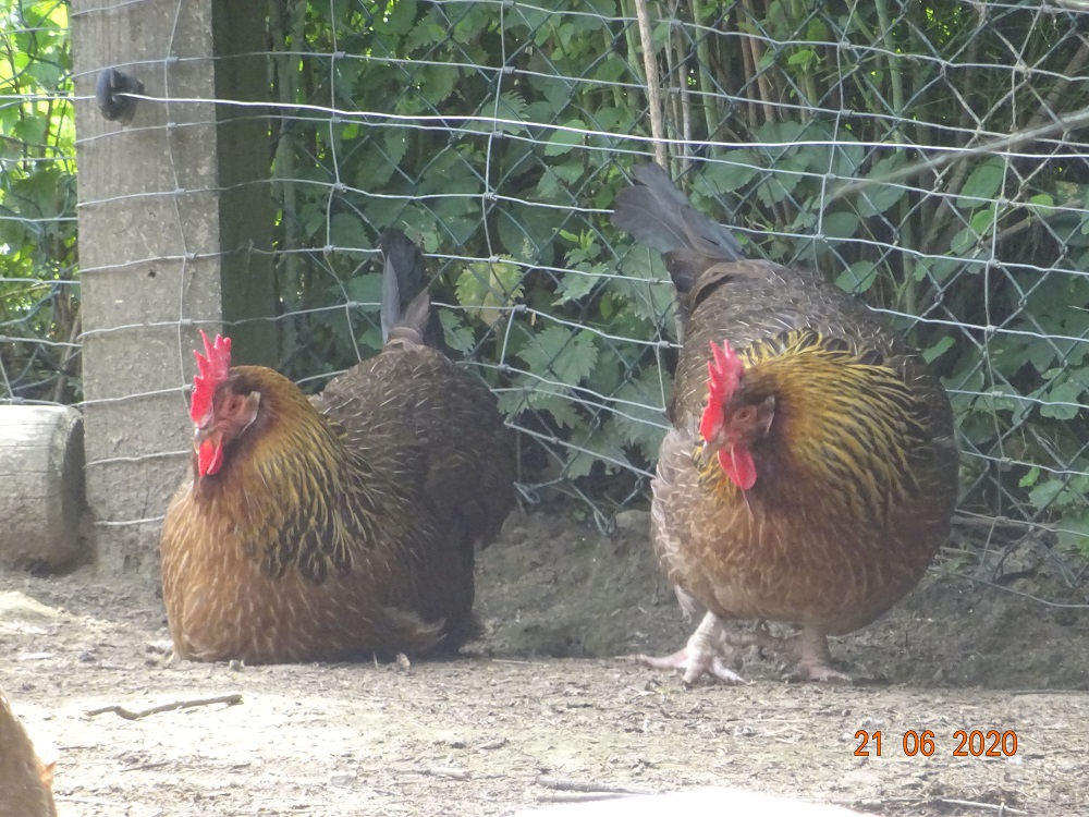 Dorking goldhalsig, 22.06.2020