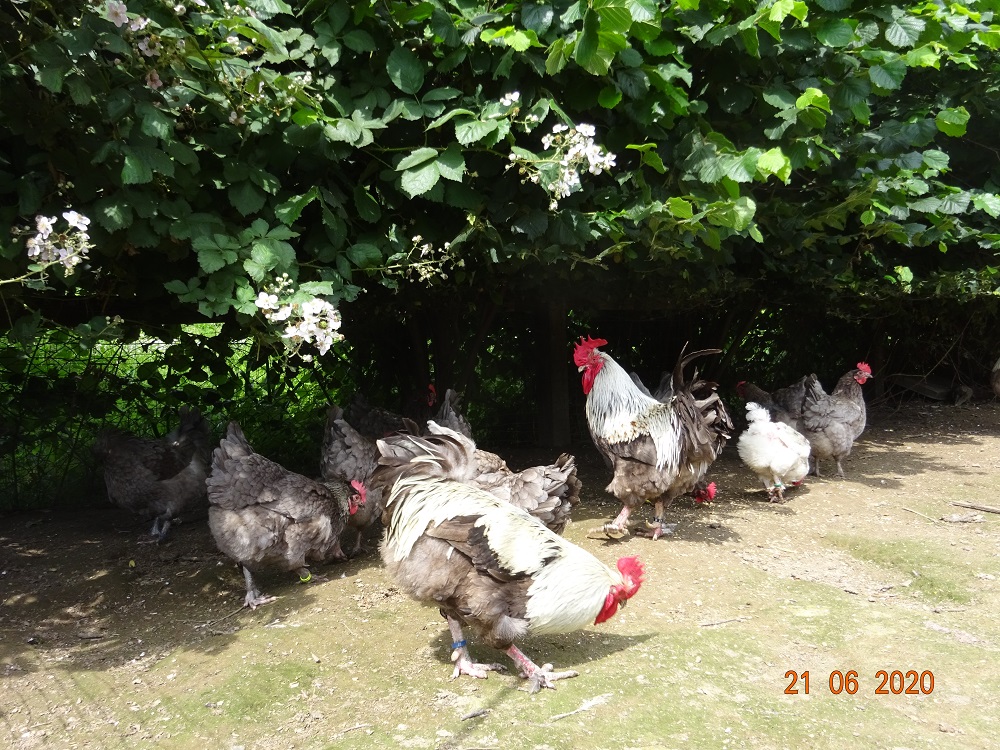 Maran blau silber, 21.06.2020