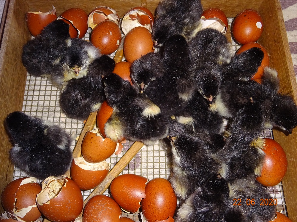 Maran schwarz silber K&uuml;ken geschl&uuml;pft am  22.06.2020