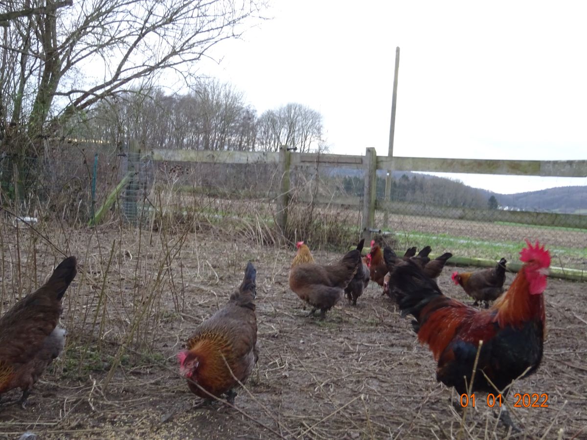 Dorking in goldhalsig, 01.01.2022