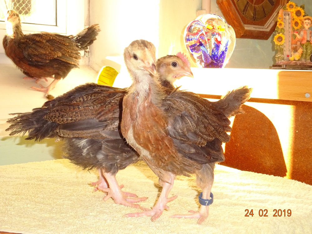 Dorking K&uuml;ken goldhalsig mit Einfachkamm & Rosenkamm. 24.02.19