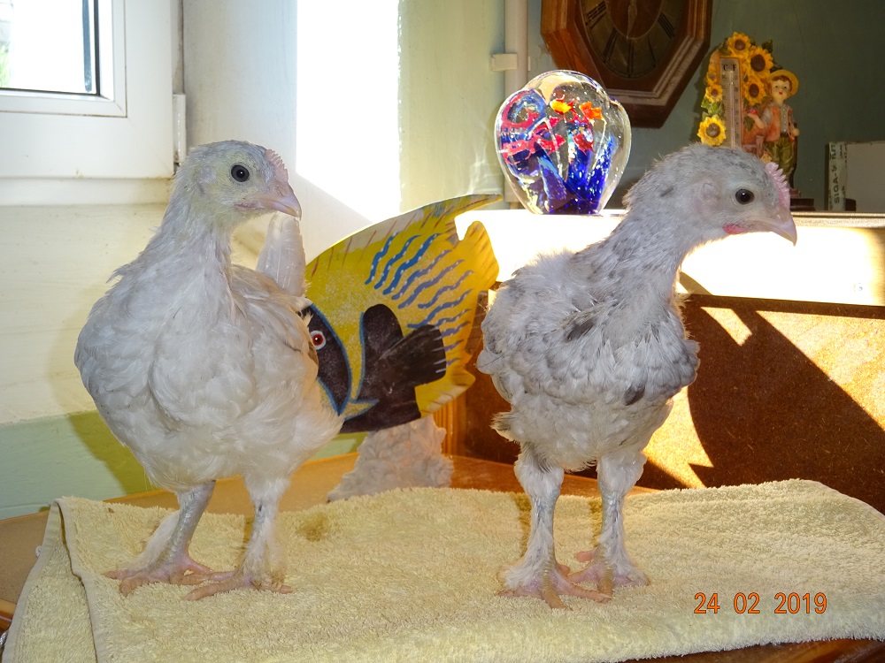 Maran splash K&uuml;ken, 24.02.19