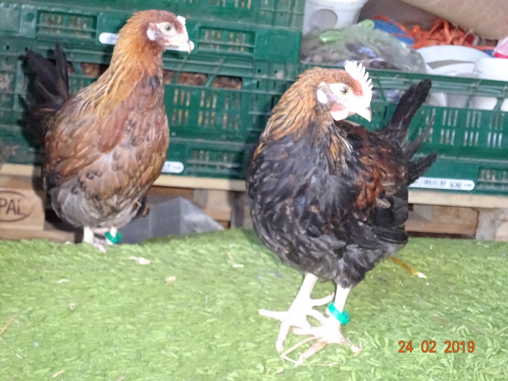 Dorking K&uuml;ken goldhalsig, 24.02.19