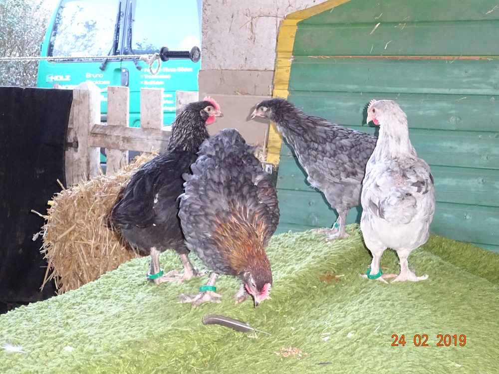 Marans K&uuml;ken in splash, schwarz-silber blau silber & blau kupfer, 24.02.19