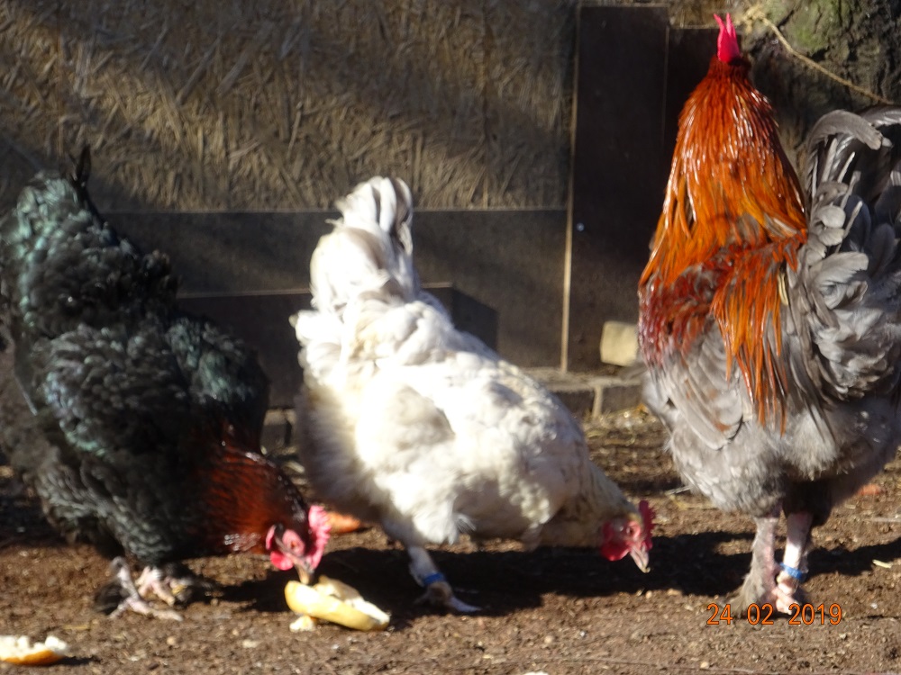 Maran blau kupfer, 24.02.19