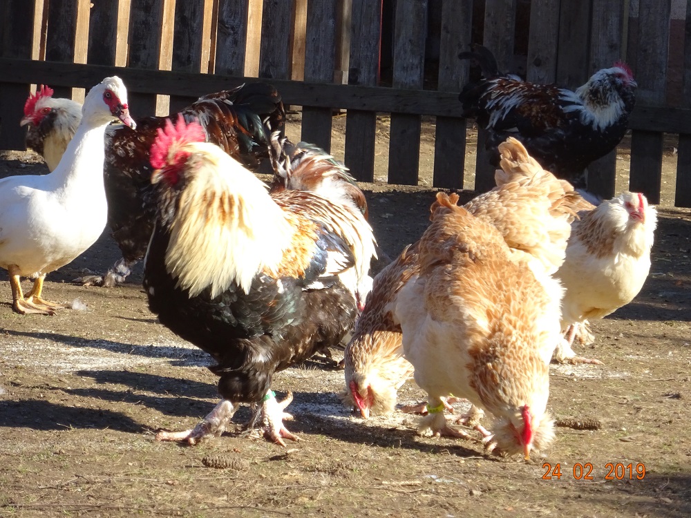 Lachsh&uuml;hner, 24.02.2019