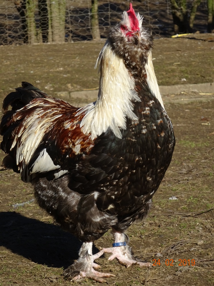 Lachshuhn Junghahn, 24.02.19