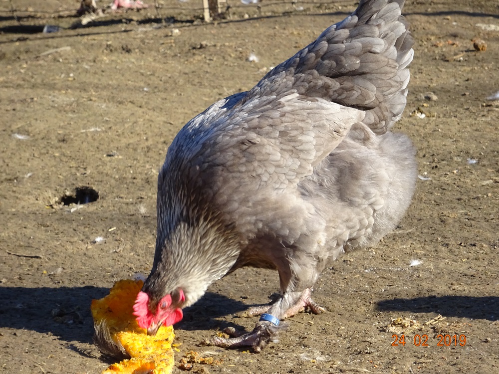 Maran blau silber Henne, 24.02.19