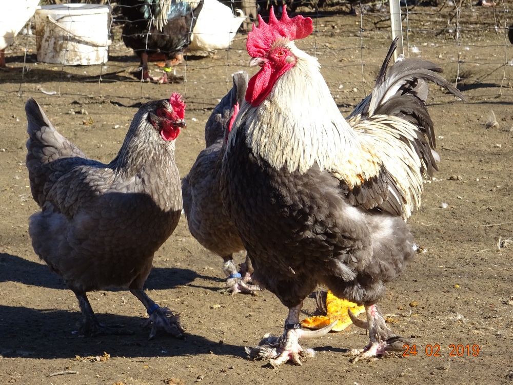 Maran blau silber, 24.02.19