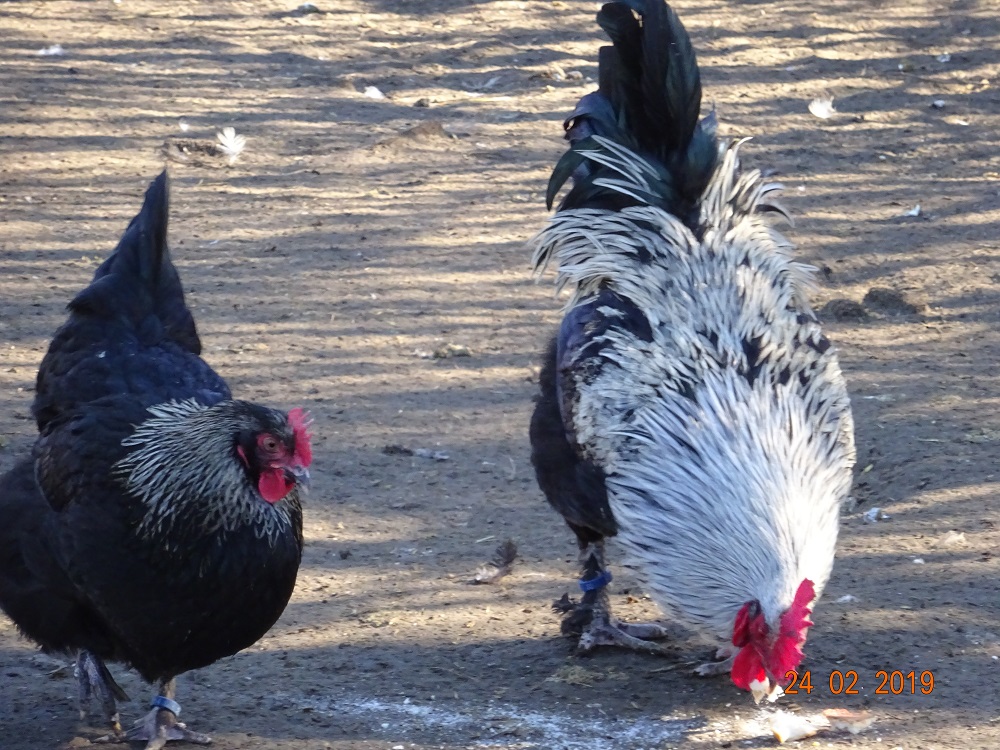 Maran schwarz silber, 24.02.19