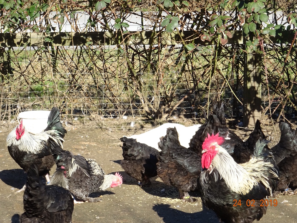 Maran schwarz silber, 24.02.19