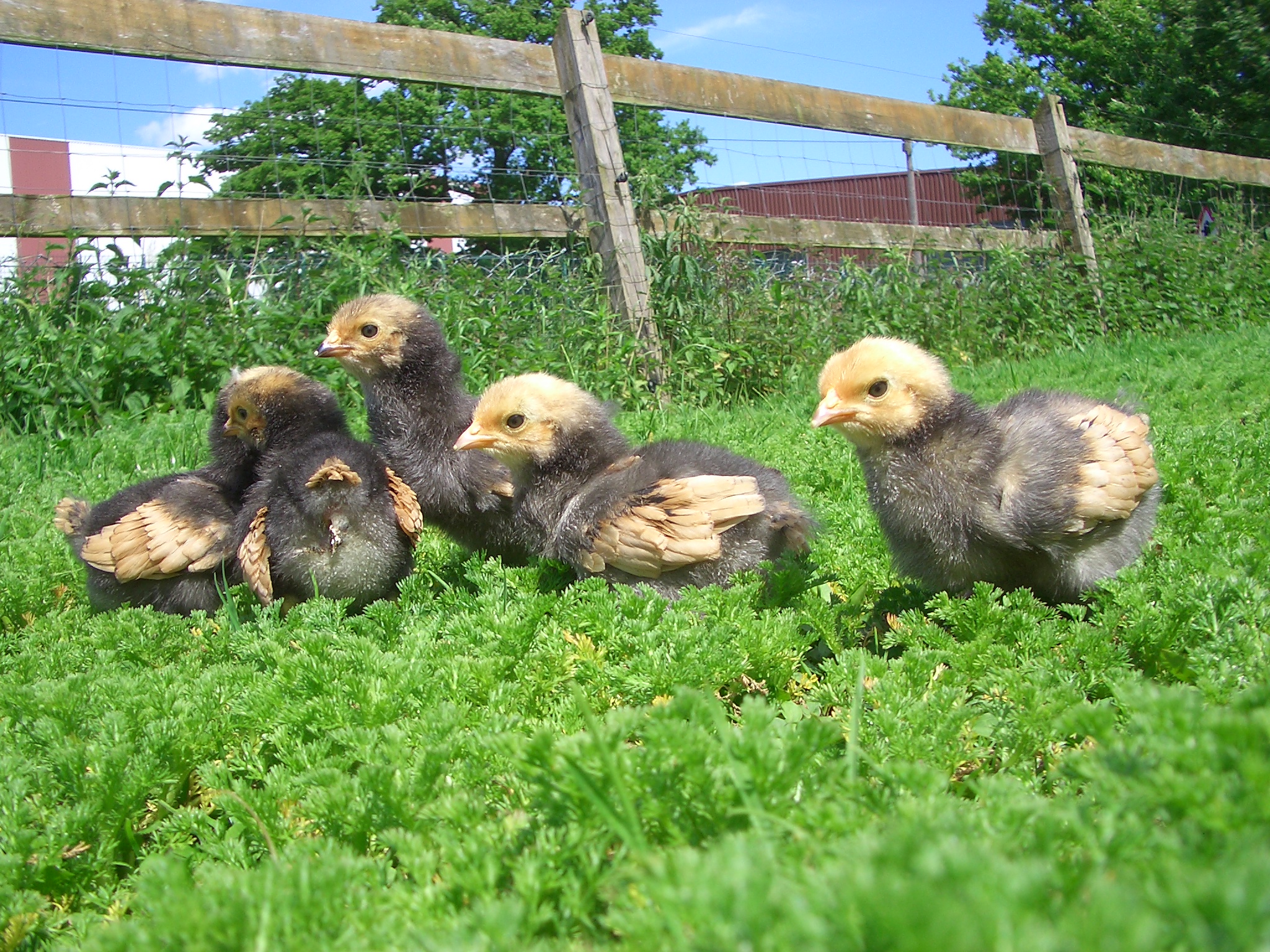 Vorwerkhuhn K&uuml;ken