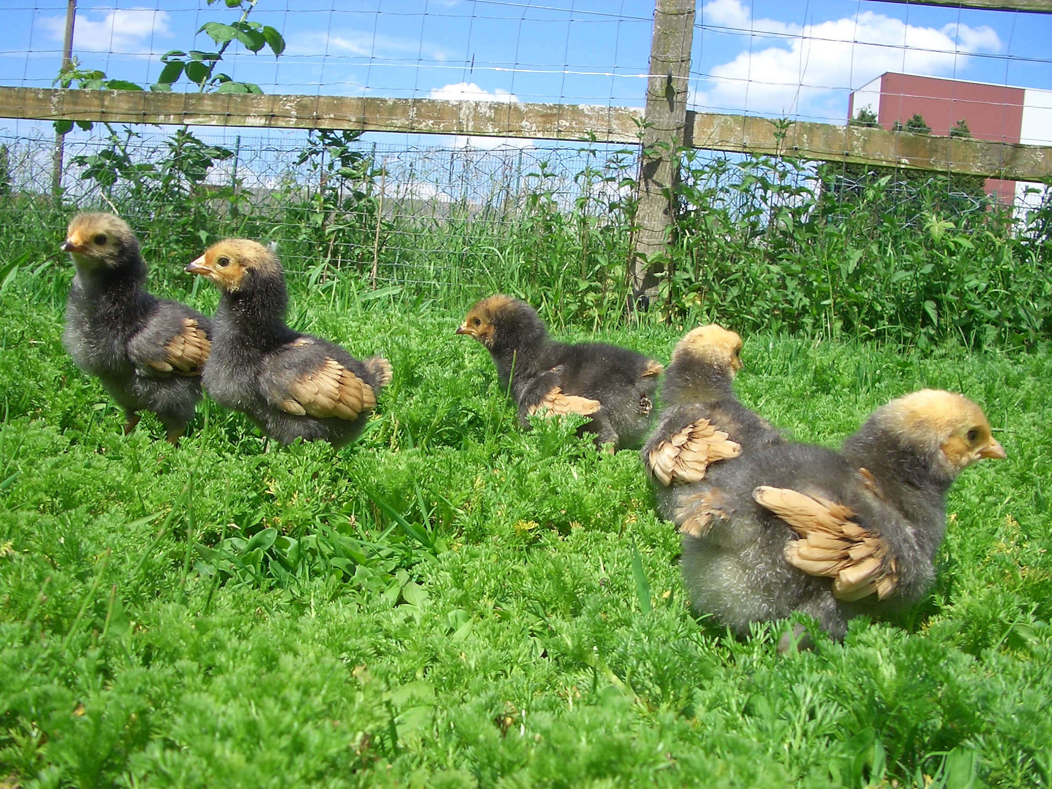 Vorwerkhuhn K&uuml;ken 2016