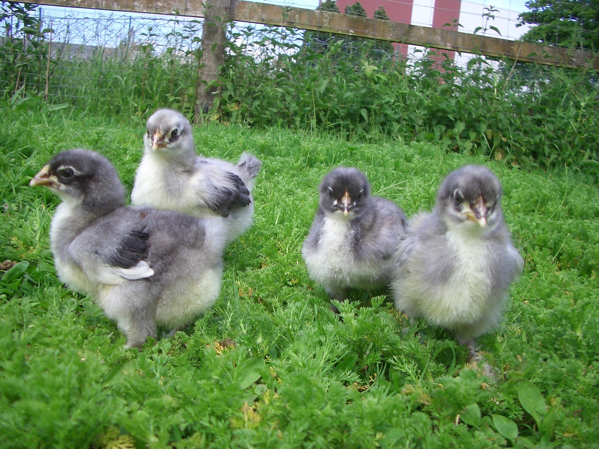 Maran blau/silber K&uuml;ken 2016