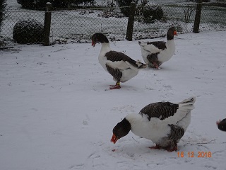 Pommerng&auml;nse, 16.12.2018