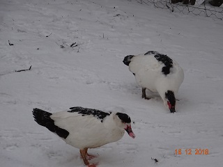 Warzenenten oder Flugente gescheckt, 16.12.2018
