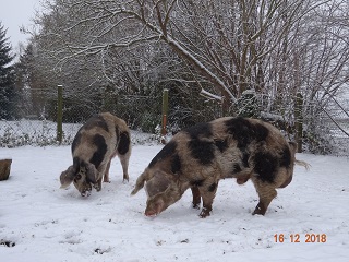 Bunte Bentheimer Schweine, 16.12.2018