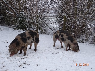 Bunte Bentheimer Schweine, 16.12.2018