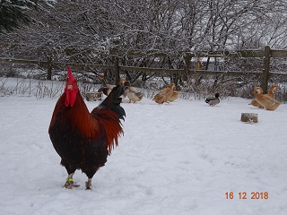 Dorking goldhalsig mit Einfachkamm, 16.12.2018