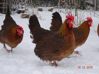 Dorking goldhalsig mit Einfachkamm, 16.12.2018