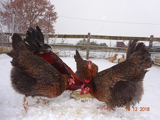 Dorking gold-wildfarbig mit Rosenkamm, 16.12.2018