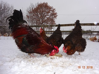 Dorking gold-wildfarbig mit Rosenkamm, 16.12.2018