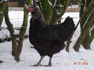 Maran schwarz silber Junghenne, 24.12.2018