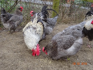 Maran blau-silber Zuchtgruppe 1, Februar 2018