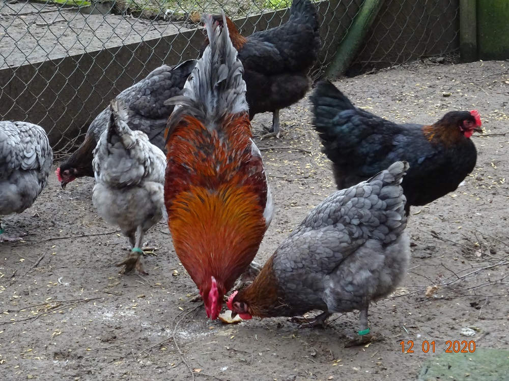 Maran blau kupfer, 12.01.2020