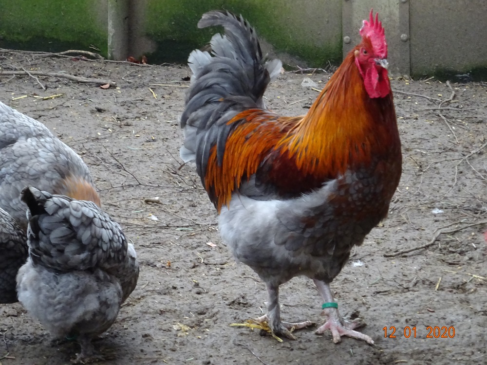 Maran blau kupfer, 12.01.2020