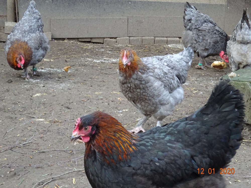 Maran blau kupfer, 12.01.2020