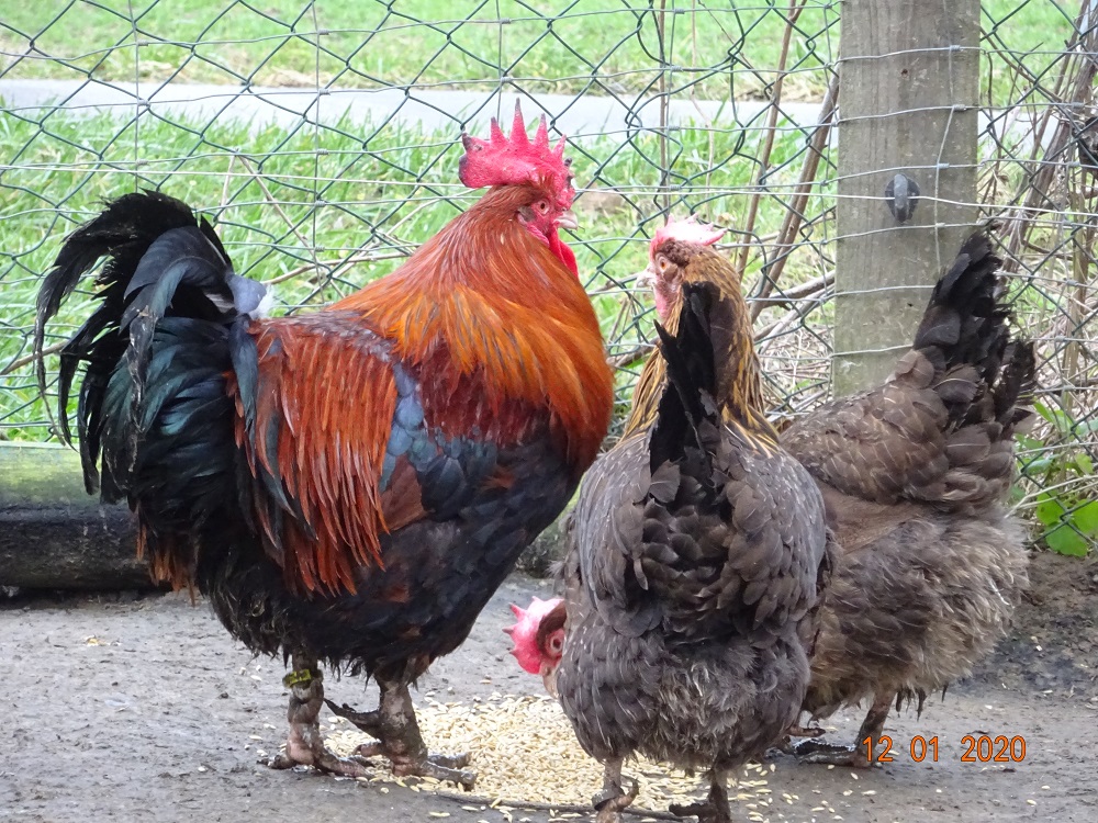 Dorking goldhalsig, 25.01.2020