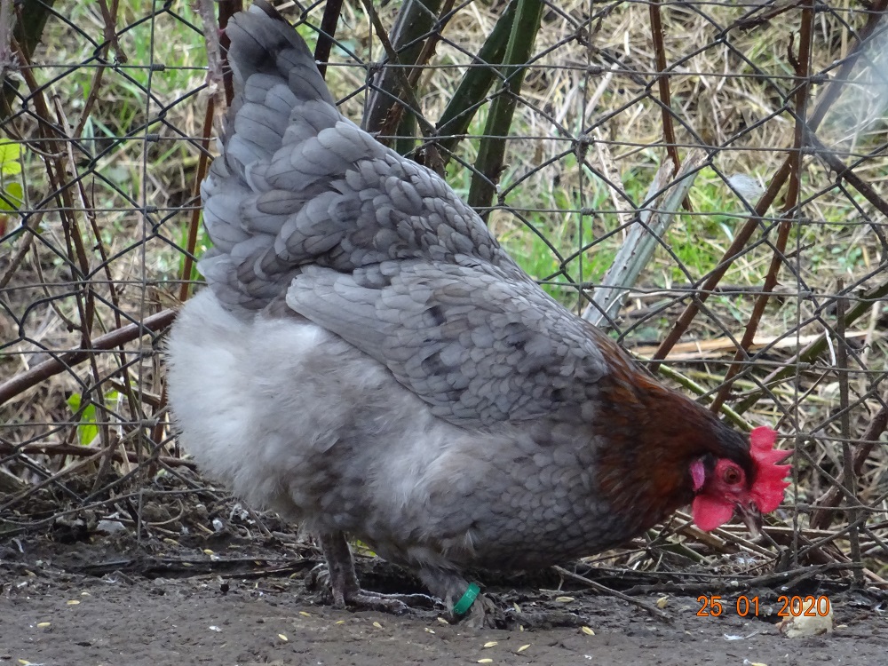 Maran blau kupfer, 25.01.2020