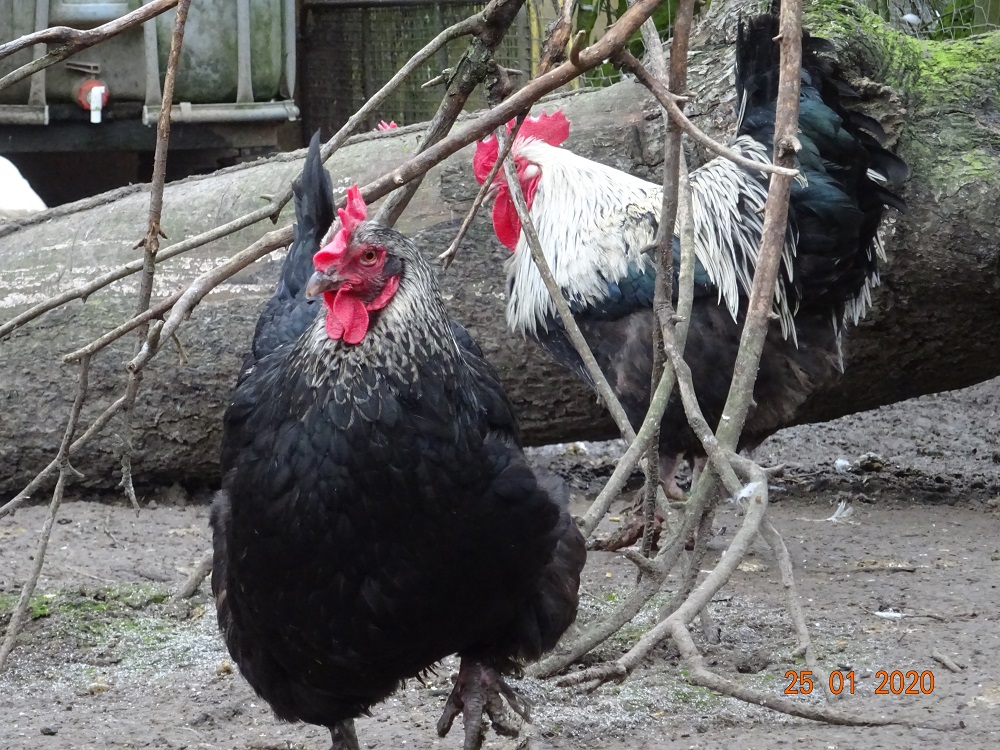 Maran schwarz silber, 25.01.2020