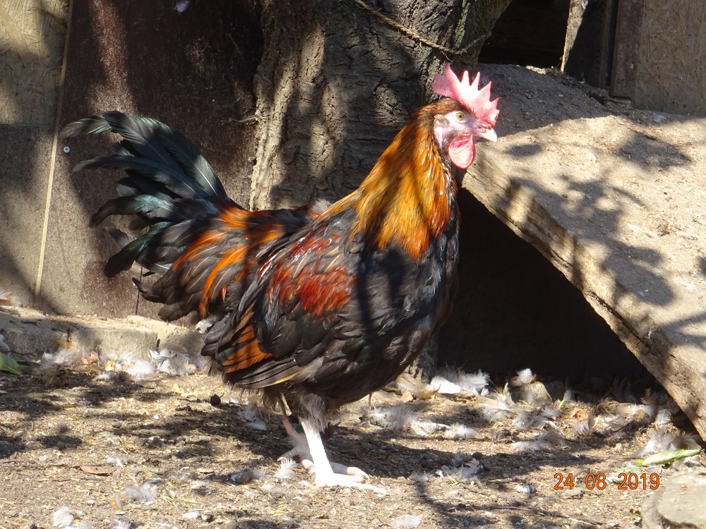 Dorking goldhalsig, Junghahn 14 Wochen alt. 25.08.2019