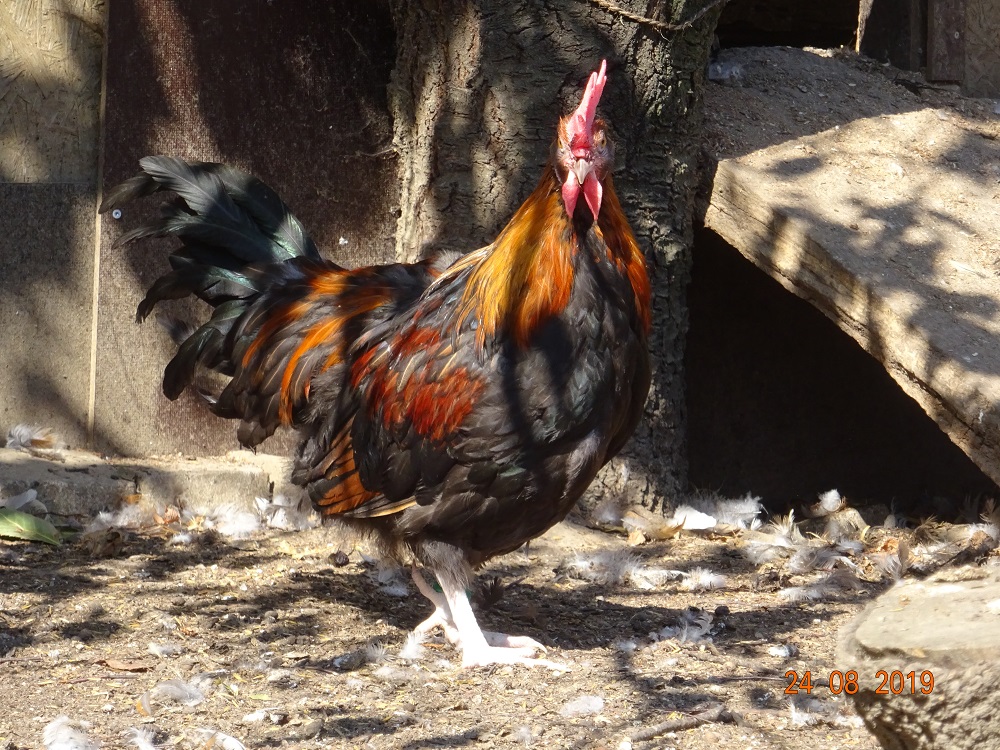 Dorking goldhalsig, Junghahn 14 Wochen alt. 25.08.2019