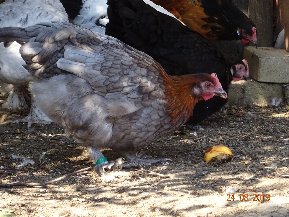 Maran blau kupfer Junghenne, 25.08.2019