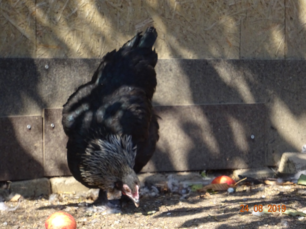 Maran schwarz silber Junghenne, 25.08.2019
