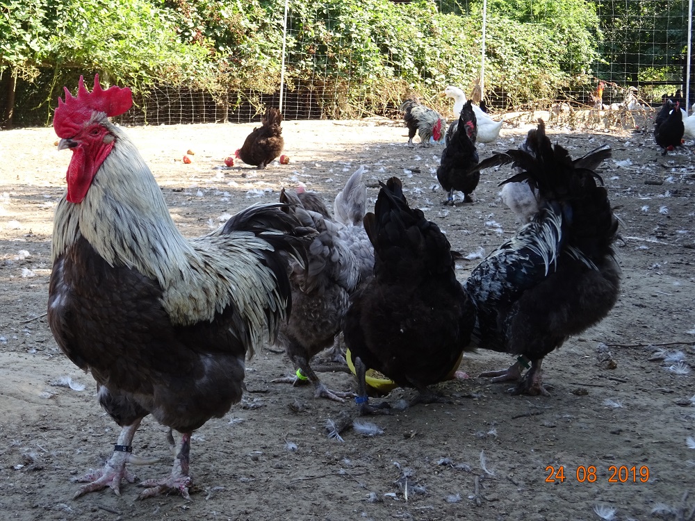 Maran blau silber, 25.08.2019