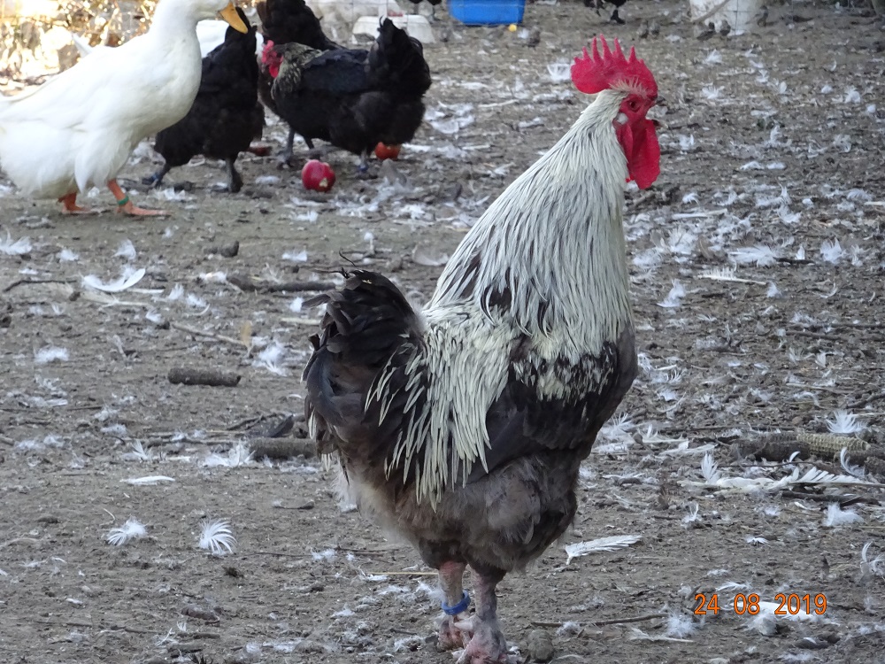 Maran blau silber, 25.08.2019