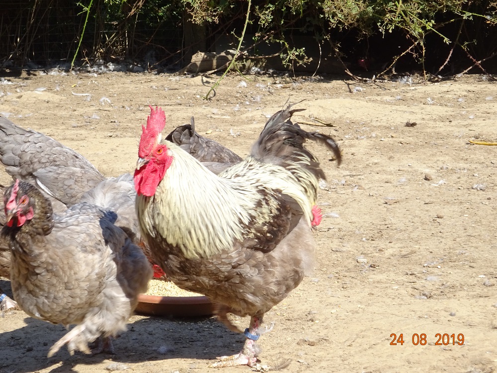 Maran blau silber, 25.08.2019