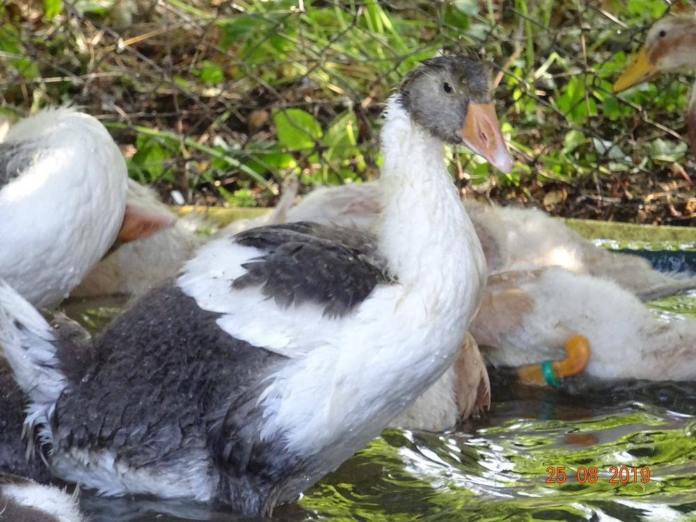 Junge Pommerngans, 6 Wochen alt. 25.08.2019