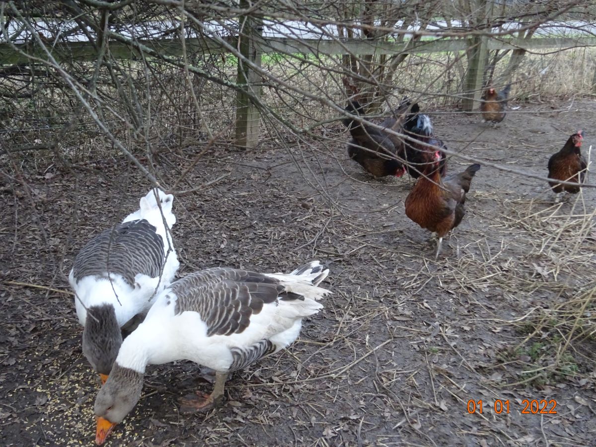 Gescheckte Pommerng&auml;nse, 01.01.2022