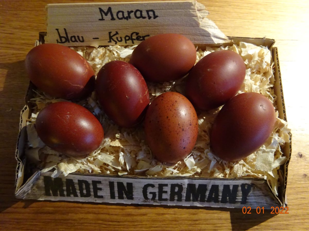 Erste Bruteier Maran blau kupfer, 02.01.2022