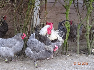 Maran blau silber Zuchtgruppe 1, 27.02.2018