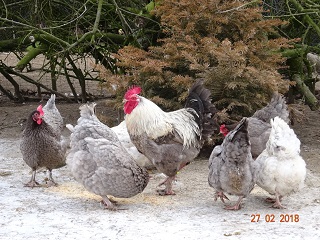 Maran blau-silber Zuchtgruppe 2, 27.02.2018