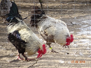 Maran schwarz silber & Maran blau silber Zuchthahn, 27.02.2018